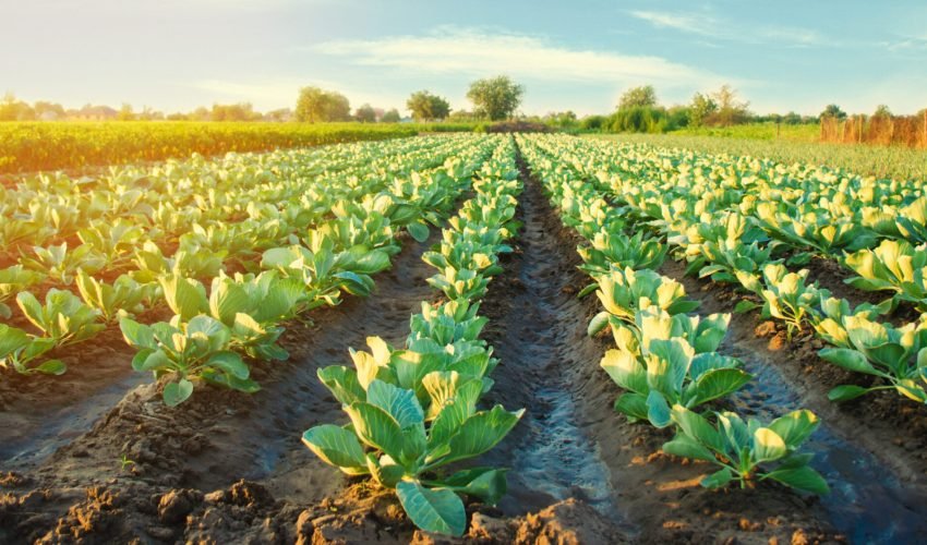 cabbage plantations grow in the field. vegetable rows. farming, agriculture. Landscape with agricultural land. crops. selective focus
